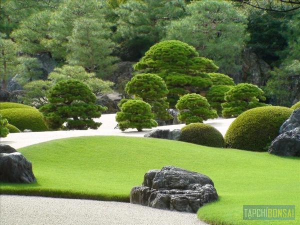 Bonsai, cay canh nghe thuat, cây cảnh nghệ thuật, cay the, cây thế, triển lãm bonsai, trien lam bonsai, triển lãm cây thế, trien lam cay the